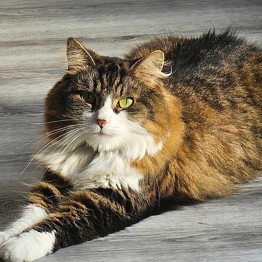 Pumba a rejoint le concours — aidez-le/la à gagner de superbes lots ! abyssinian, angora, animal, architecture, building, cat, deck, hardwood, house, housing, indoors, interiordesign, kitten, manx, person, pet, porch, sleeping, stainedwood, wood