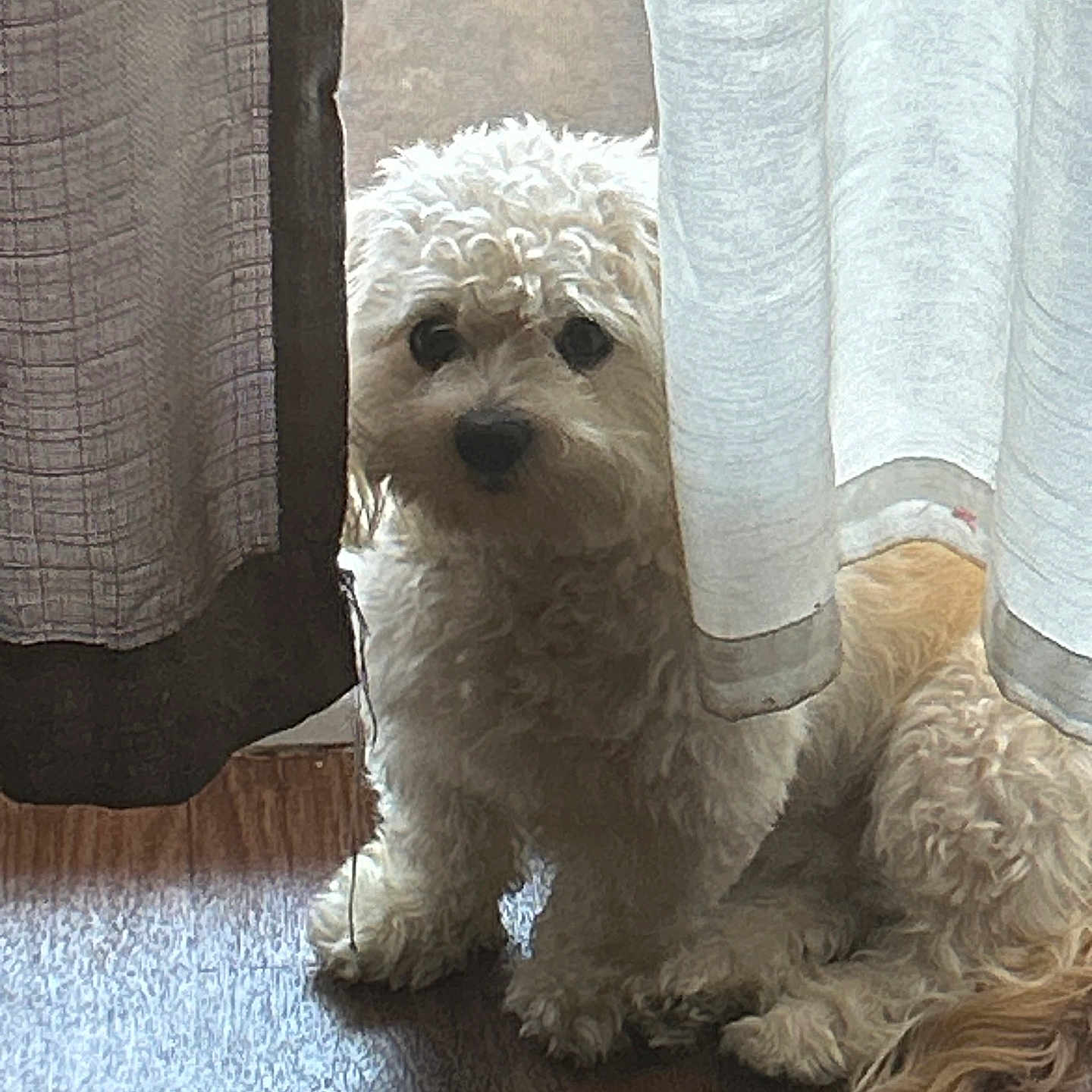 Mochi