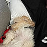 Mochi is registered to the contest to win money with this photo: animal, black_shirt, calm, close_up, companion, cozy, cute, dog, domestic, fluffy, fur, indoor, nap, pet, pillow, relaxing, resting, sleeping, soft, white