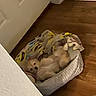 animal, blanket, canine, comfort, corner, cozy, dog, domestic_animal, door, fur, home, indoor, pet_bed, quiet, relaxed, resting, sleepy, small_dog, soft, wooden_floor