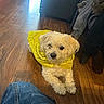dog, yellow_bandana, small_dog, indoor, wooden_floor, furniture, clothing, jeans, pet, curious, lying_down, cozy, domestic, cute, companion, animal, floor, resting, casual, portrait