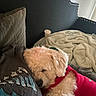 dog, pet, bed, blanket, pillow, headboard, person, clothing, red_sweater, resting, cozy, indoor, furniture, curly_fur, nap, cute, sleeping, black_headboard, casual, relaxation