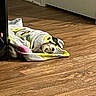Mochi is registered to the contest to win money with this photo: animal, blanket, colorful, comfort, cozy, cute, dog, floor, fur, home, indoor, peaceful, pet, relaxed, resting, sleeping, small_dog, snuggled, wooden_floor, wrapped