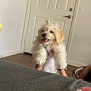 Mochi is registered to the contest to win money with this photo: beige, casual, dog, door, floor, fur, glasses, hand, happy, holding, home, indoor, person, playing, puppy, relaxed, smiling, tongue, white, wood_floor