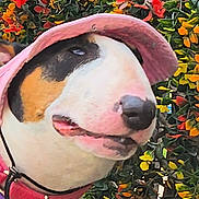 Penny is registered to the contest to win money with this photo: animal, canine, closeup, collar, colorful, cute, dog, flora, flowers, greenery, happy, headwear, leaf, nature, outdoor, pet, pink_hat, plant, portrait, summer