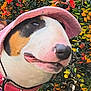 animal, canine, closeup, collar, colorful, cute, dog, flora, flowers, greenery, happy, headwear, leaf, nature, outdoor, pet, pink_hat, plant, portrait, summer