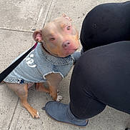 Celine is registered to the contest to win money with this photo: dog, denim_jacket, sidewalk, leash, person, leggings, boots, outdoor, pet, cute, animal, brown_dog, casual, street, walking, companion, urban, small_dog, sitting, looking_up