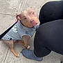 dog, denim_jacket, sidewalk, leash, person, leggings, boots, outdoor, pet, cute, animal, brown_dog, casual, street, walking, companion, urban, small_dog, sitting, looking_up