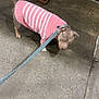 dog, leash, sweater, pink, striped, sidewalk, concrete, outdoor, pet, animal, walking, curious, small_dog, clothing, urban, street, metal_pole, car, pavement, daytime