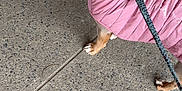 Celine is registered to the contest to win money with this photo: dog, puffer_jacket, leash, sidewalk, concrete, pet, canine, outdoor, walking, brown_dog, pink_clothing, animal, pet_accessory, pavement, urban, casual, cute, furry, domestic_animal, leashed