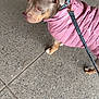 dog, puffer_jacket, leash, sidewalk, concrete, pet, canine, outdoor, walking, brown_dog, pink_clothing, animal, pet_accessory, pavement, urban, casual, cute, furry, domestic_animal, leashed