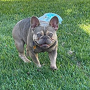Leyla joined the competition — help win amazing prizes! dog, french_bulldog, grass, outdoor, pet, animal, mammal, canine, ears, collar, tag, walking, sunlight, greenery, nature, cute, portrait, fur, tongue, playful