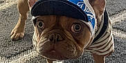 Leyla joined the competition — help win amazing prizes! dog, french_bulldog, pet, canine, clothing, hat, cap, striped_shirt, indoor, carpet, floor, brown_dog, alert, wide_eyes, portrait, standing, animal, cute, domestic_animal, fashion