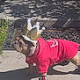 Leyla joined the competition — help win amazing prizes! dog, crown, hoodie, shoes, sidewalk, sunlight, shadow, outdoor, pet, costume, red_clothing, gold, small_dog, canine, fashion, cute, animal, walking, playful, accessory