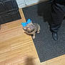 Leyla joined the competition — help win amazing prizes! dog, bow, blue_bow, floor, wooden_floor, black_rug, person, black_clothing, indoor, pet, small_dog, curious, sitting, looking_up, paws, collar, home, shadow, door, cabinet