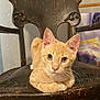 kitten, cat, orange_tabby, chair, wooden_chair, antique, indoor, pet, animal, feline, curious, sitting, close_up, cute, young_cat, fur, whiskers, ears, eyes, floor