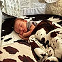 baby, sleeping, crib, blanket, cow_print, infant, soft, cozy, pillow, face, peaceful, child, rest, comfort, fabric, home, indoor, cute, toddler, blanket_folded