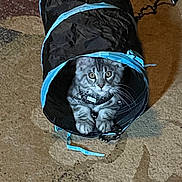 George is registered to the contest to win money with this photo: accessories, adult, animal, architecture, backpack, bag, baggage, building, cat, clothing, coat, handbag, kitten, male, man, outdoors, person, pet, purse, shelter