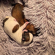 Bb Et Buzzer a rejoint le concours — aidez-le/la à gagner de superbes lots ! adorable, animal, brown, companion, cozy, cute, dog, fluffy_blanket, fur, indoor, newborn, pets, puppies, resting, sleeping, small, snuggling, spots, warm, white