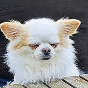 Pong participe au concours pour gagner de l'argent avec cette photo : dog, fluffy, white, tan, small_dog, chihuahua, closed_eyes, resting, table, wooden_table, outdoor, pet, cute, fur, ears, nose, calm, relaxed, portrait, animal