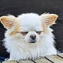 dog, fluffy, white, tan, small_dog, chihuahua, closed_eyes, resting, table, wooden_table, outdoor, pet, cute, fur, ears, nose, calm, relaxed, portrait, animal