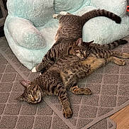 Daisy Socrates joined the competition — help win amazing prizes! animal, architecture, armchair, blanket, building, cat, chair, couch, cushion, egyptiancat, furniture, hardwood, homedecor, indoors, kitten, manx, person, pet, sleeping, wood