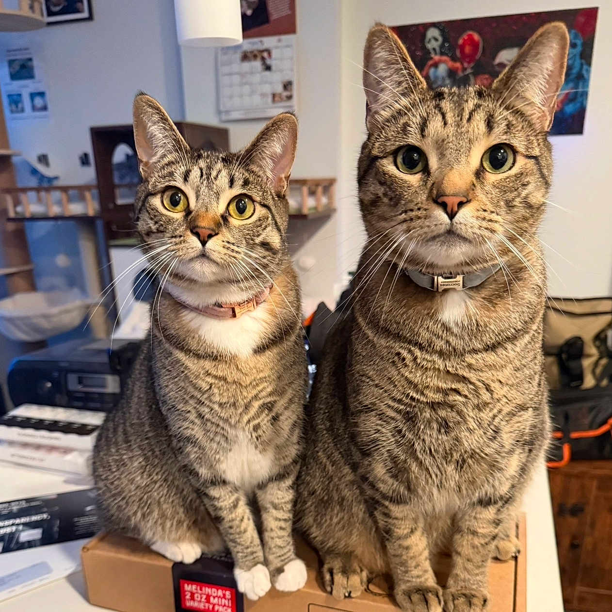 Diasy And Socrates is registered to the contest to win money with this photo: background, box, cat, collar, companions, curious, domestic_animal, ears, eyes, feline, fur, household, indoor, pair, pets, room, sitting, tabby_cat, table, whiskers
