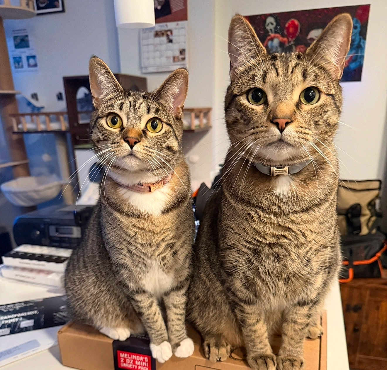 Diasy And Socrates is registered to the contest to win money with this photo: tabby_cat, cat, pets, feline, domestic_animal, indoor, household, curious, collar, pair, companions, whiskers, sitting, box, fur, eyes, ears, table, background, room