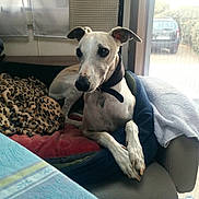 Thao a rejoint le concours — aidez-le/la à gagner de superbes lots ! blanket, collar, couch, cozy, crossed_paws, dark_eyes, dog, floppy_ears, indoors, leopard_print, living_room, long_legs, lying_down, parked_car, pet, portrait, sunlight, tag, white_dog, window