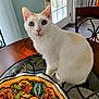 cat, white_cat, blue_eyes, table, glass_table, ceramic_plate, colorful_plate, indoor, curious, pet, feline, domestic_animal, furniture, natural_light, window, chair, wooden_chair, floor, home, decor