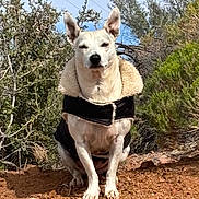 Tango joined the competition — help win amazing prizes! dog, animal, outdoor, nature, jacket, fur, sitting, bushes, trees, dirt, rocks, ears, pet, canine, winter_clothing, sky, daylight, portrait, ground, wild