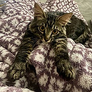 Cloud joined the competition — help win amazing prizes! cat, tabby, pet, animal, feline, paws, blanket, patterned_blanket, purple, white, cozy, indoor, cute, curious, whiskers, ears, fur, relaxed, stretching, closeup