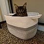Cloud is registered to the contest to win money with this photo: kitten, cat, basket, carpet, indoor, pet, feline, curious, cozy, woven, animal, cute, small, ears, whiskers, eyes, home, floor, domestic, young