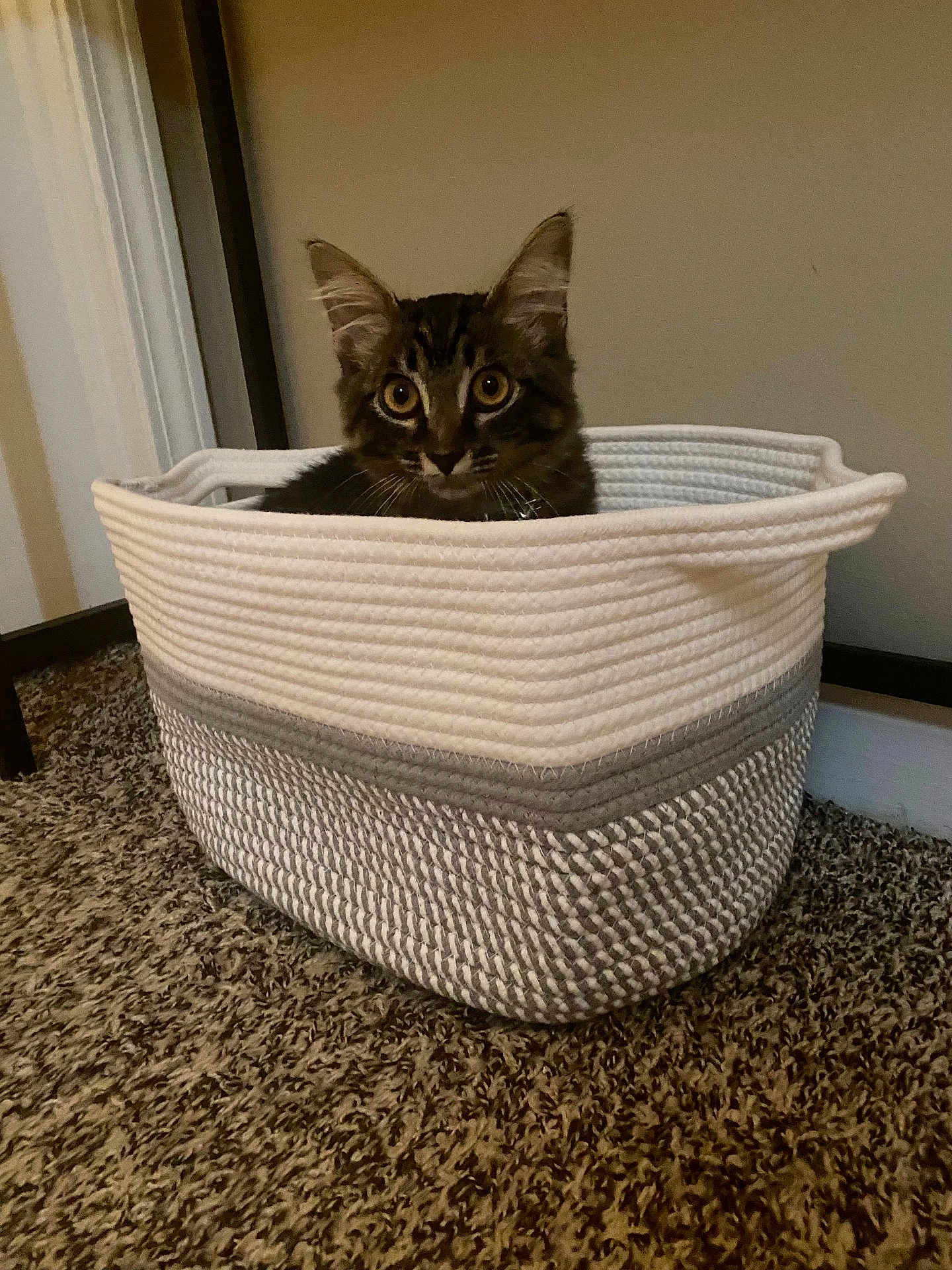 Cloud is registered to the contest to win money with this photo: kitten, cat, basket, carpet, indoor, pet, feline, curious, cozy, woven, animal, cute, small, ears, whiskers, eyes, home, floor, domestic, young