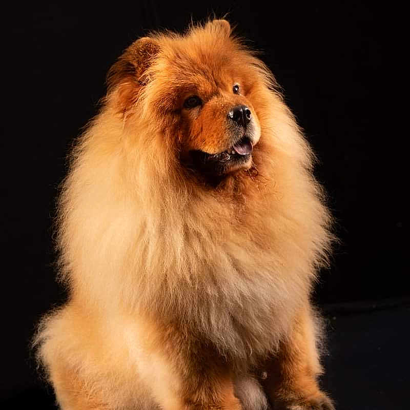 Chaplin participe au concours pour gagner de l'argent avec cette photo : animal, black_background, canine, chow_chow, cute, dog, domestic_animal, ears, fluffy, fur, furry, looking_up, mammal, nose, paw, pet, portrait, sitting, studio, tongue