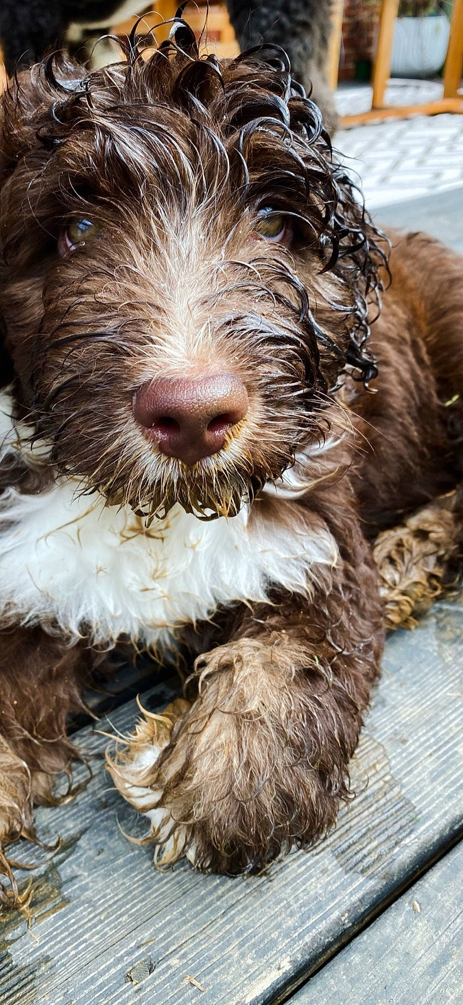 Oliver is registered to the contest to win money with this photo: canidae, carnivore, cesky_fousek, companion_dog, dog, dog_breed, fur, liver, pointing_breed, pudelpointer, small_terrier, snout, sporting_group, stichelhaar, tail, terrestrial_animal, terrier, toy_dog, water_dog, working_animal