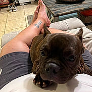 Snoop Dog is registered to the contest to win money with this photo: dog, pet, lap, person, legs, tattoo, shorts, couch, living_room, table, wood, tile_floor, shoes, indoor, relaxing, brown_dog, close_up, casual, home, comfort