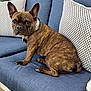 dog, french_bulldog, brindle, pet, couch, blue_couch, pillows, indoor, animal, sitting, ears, collar, looking, fur, domestic_animal, cute, companion, household, resting, alert