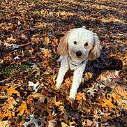 Ace is registered to the contest to win money with this photo: dog, puppy, small_dog, white_fur, curly_fur, harness, fall_leaves, autumn, leaves, park, grass, outdoor, portrait, sitting, cute, brown_ears, black_nose, eyes, sunlight, shadow