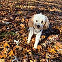 dog, puppy, small_dog, white_fur, curly_fur, harness, fall_leaves, autumn, leaves, park, grass, outdoor, portrait, sitting, cute, brown_ears, black_nose, eyes, sunlight, shadow