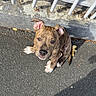 puppy, dog, brindle, pavement, sidewalk, fence, metal_fence, white_paws, outdoor, sunlight, shadow, footwear, sneaker, casual, curious, pet, young_dog, looking_up, urban, daylight