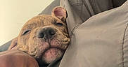 Ryuk participe au concours pour gagner de l'argent avec cette photo : dog, puppy, sleeping, cozy, hand, jacket, gray, closeup, indoor, resting, cute, pet, snuggle, warm, comfort, relaxed, animal, muzzle, fur, portrait