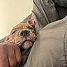 dog, puppy, sleeping, cozy, hand, jacket, gray, closeup, indoor, resting, cute, pet, snuggle, warm, comfort, relaxed, animal, muzzle, fur, portrait