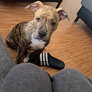 Ryuk a rejoint le concours — aidez-le/la à gagner de superbes lots ! dog, puppy, brindle, indoor, wooden_floor, sitting, looking_up, black_sandal, gray_pants, furniture, shelf, casual, pet, floor, household, ears, curious, young_dog, domestic, home