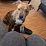 dog, puppy, brindle, indoor, wooden_floor, sitting, looking_up, black_sandal, gray_pants, furniture, shelf, casual, pet, floor, household, ears, curious, young_dog, domestic, home