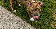 Ryuk participe au concours pour gagner de l'argent avec cette photo : dog, puppy, brindle, grass, sidewalk, outdoor, pet, young_dog, tongue_out, cute, animal, canine, playful, ears_up, walking_surface, nature, fur_pattern, looking_up, daylight, small_dog