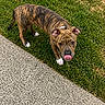 dog, puppy, brindle, grass, sidewalk, outdoor, pet, young_dog, tongue_out, cute, animal, canine, playful, ears_up, walking_surface, nature, fur_pattern, looking_up, daylight, small_dog