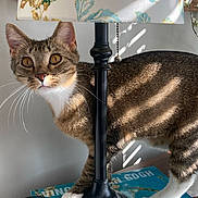 Jemo is registered to the contest to win money with this photo: animal, book, bright, cat, claws, closeup, curious, decor, domestic_cat, ears, furniture, indoor, lamp, lampshade, pet, shadow, sunlight, tabby, table, whiskers
