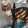 animal, book, bright, cat, claws, closeup, curious, decor, domestic_cat, ears, furniture, indoor, lamp, lampshade, pet, shadow, sunlight, tabby, table, whiskers