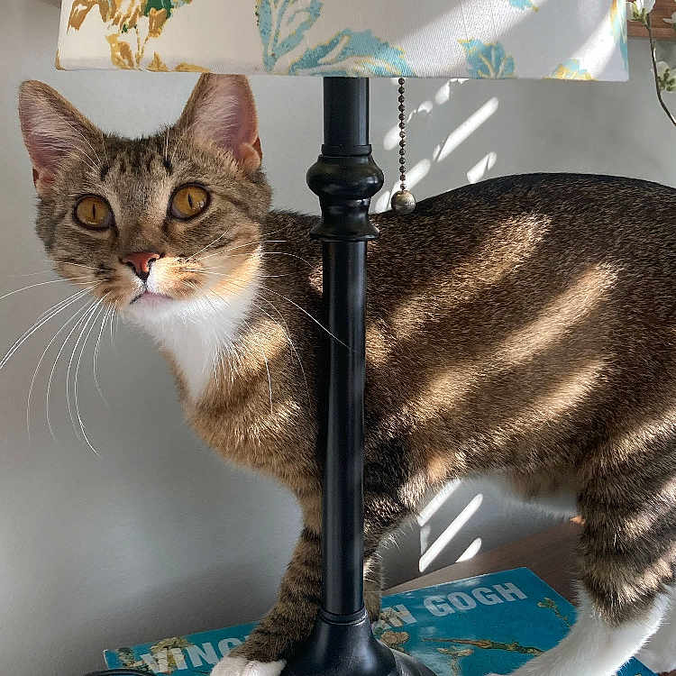 Jemo is registered to the contest to win money with this photo: animal, book, bright, cat, claws, closeup, curious, decor, domestic_cat, ears, furniture, indoor, lamp, lampshade, pet, shadow, sunlight, tabby, table, whiskers
